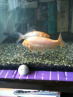 image-20100387223751.png